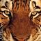 Tiger RPR's Avatar