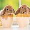 Bunny In A Cup's Avatar