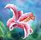 Stargazer Lilies's Avatar