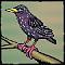 Starling