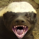 Honey Badger's Avatar