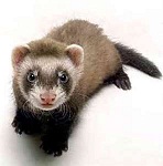 ferret585's Avatar