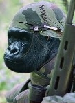 GorillaGuerilla's Avatar