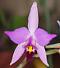 Laelia