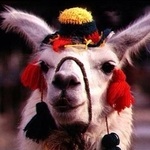 Drama Llama's Avatar